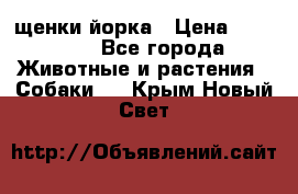 щенки йорка › Цена ­ 15 000 - Все города Животные и растения » Собаки   . Крым,Новый Свет